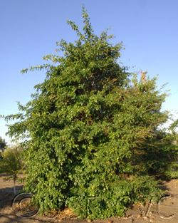 معرفی و راهنمای پرورش درختان میوه - درخت فلاسک پودر اوگاندا